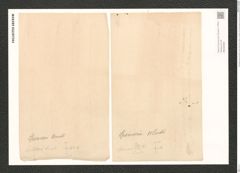 Pleurosigma spencerii (Queck.) W.Sm. (de-Toni-Nr.: Genus 13, Species 1076) Zeichnungen Sammlung Grunow (NHMW-BOT-W0369089)